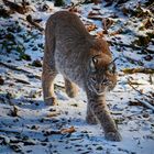 Luchs im Harz