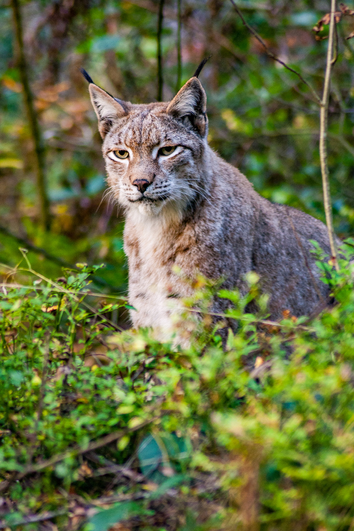 Luchs im Herbst