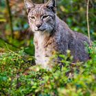 Luchs im Herbst