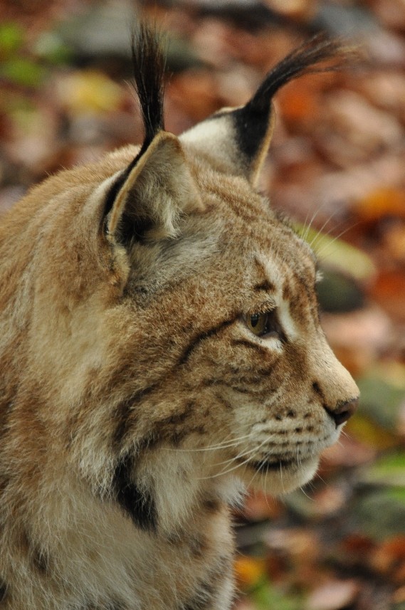 Luchs im Herbst