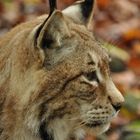 Luchs im Herbst