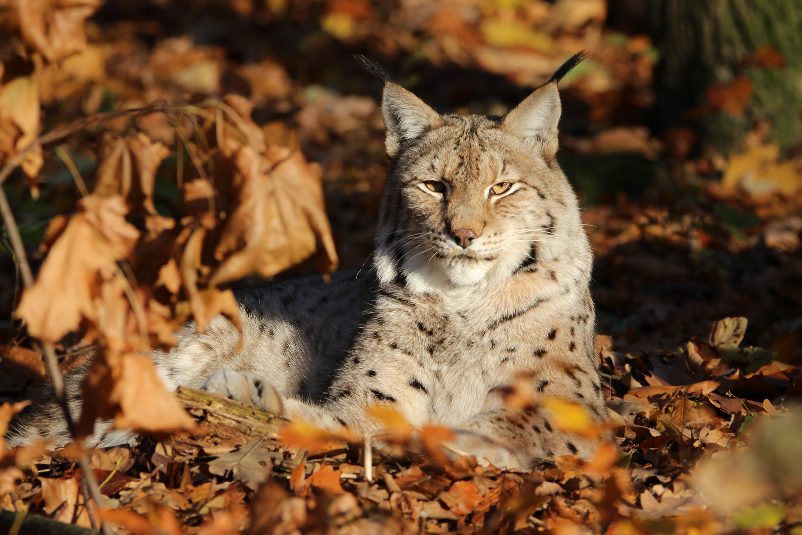 Luchs im Herbstlaub