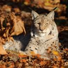 Luchs im Herbstlaub