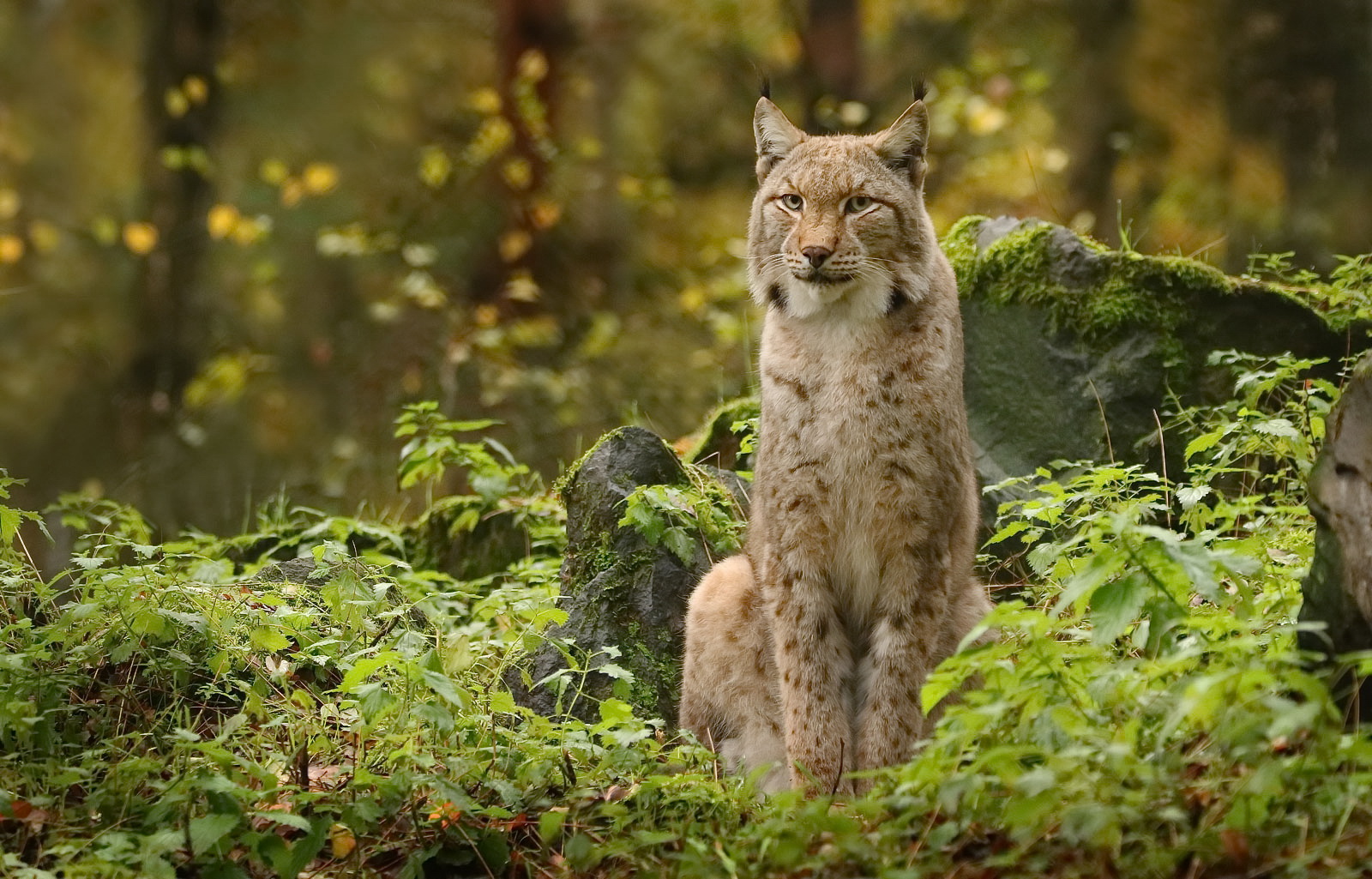 Luchs im Herbstwald