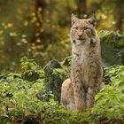 Luchs im Herbstwald