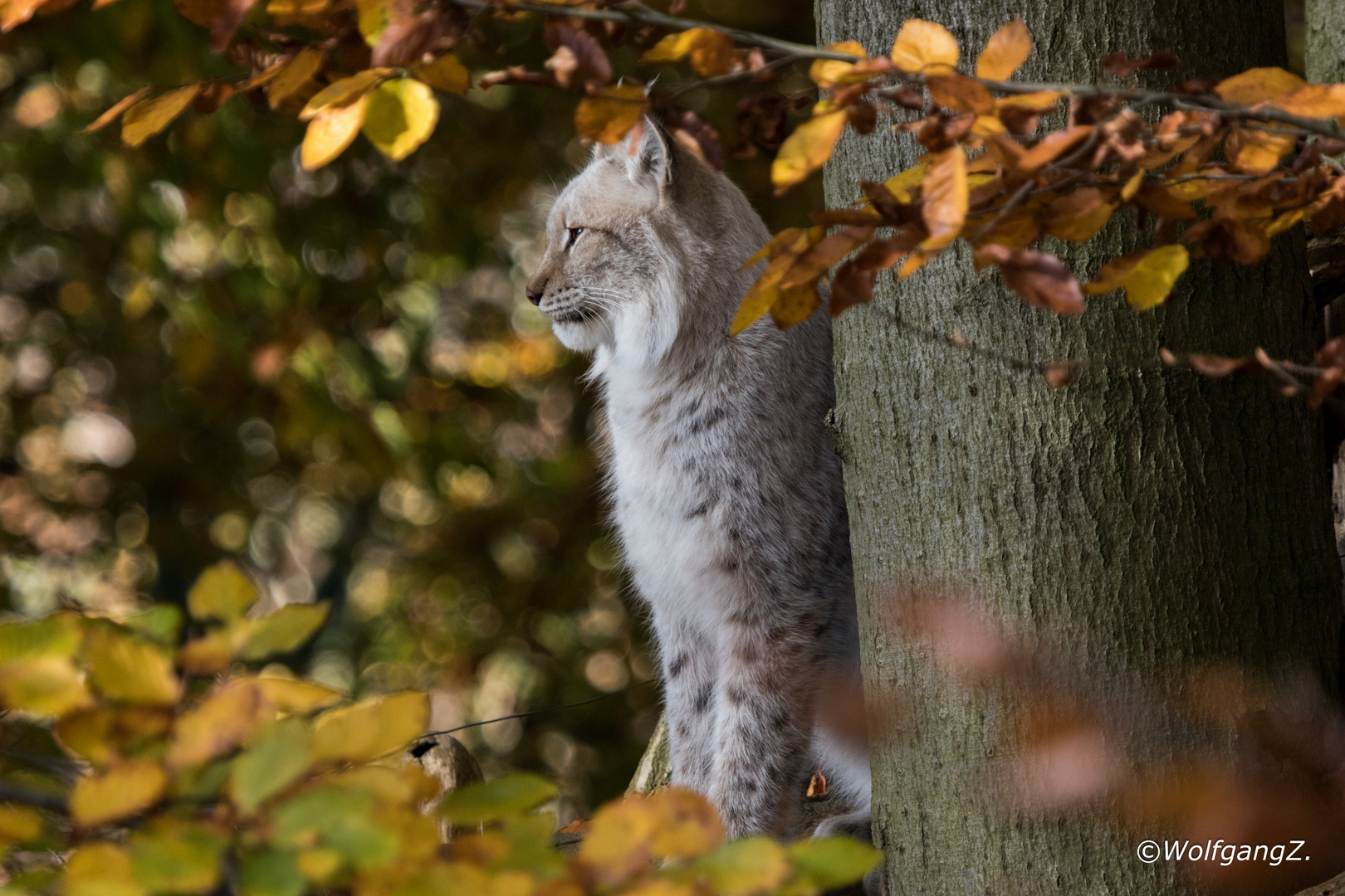 Luchs im Herbstwald