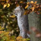 Luchs im Herbstwald