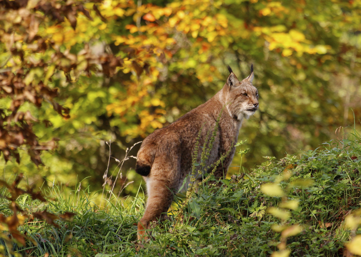 Luchs im Herbstwald