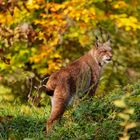 Luchs im Herbstwald