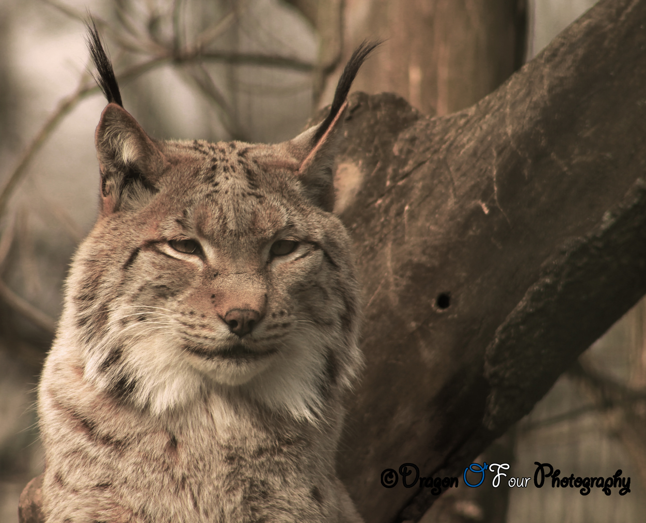 Luchs im Kaisergarten Oberhausen