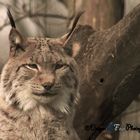 Luchs im Kaisergarten Oberhausen