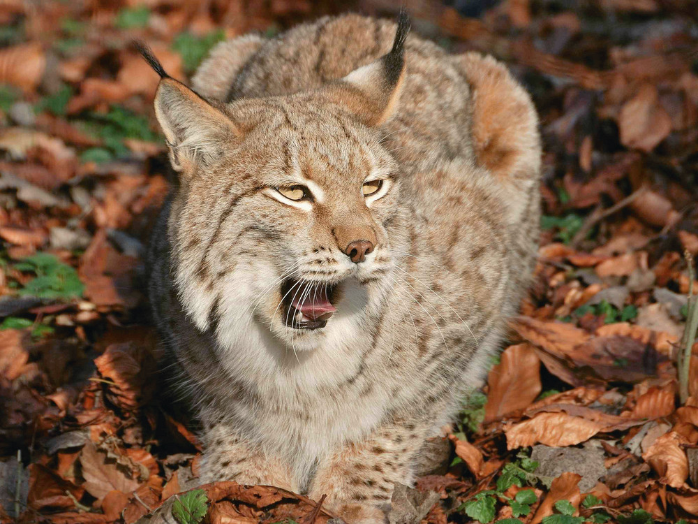 Luchs im Laub