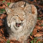 Luchs im Laub