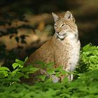 Luchs im letzten Licht