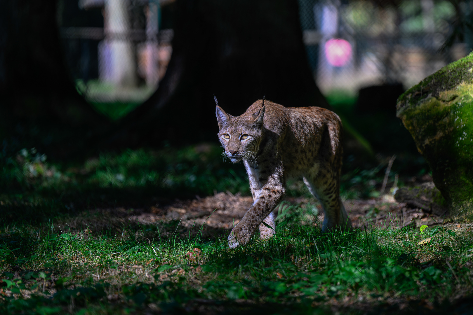 Luchs im Lichtspiel