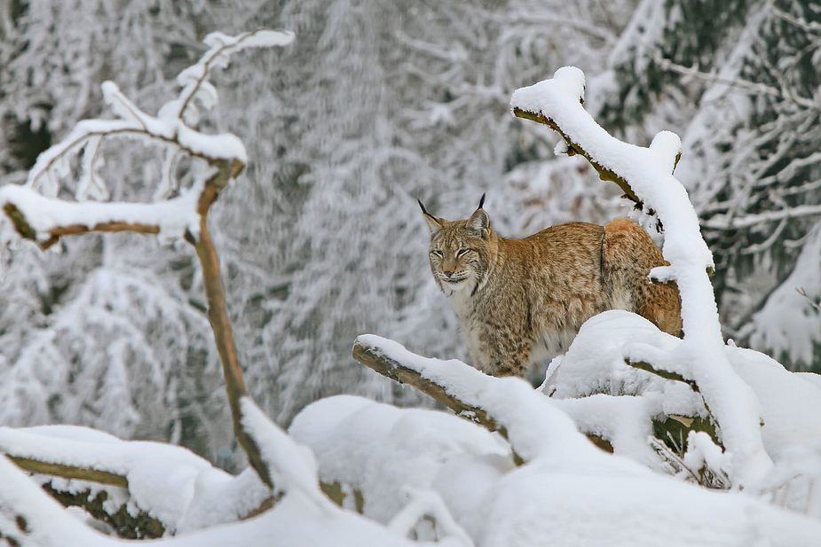 Luchs im Märchenwinterwald (Harz)