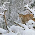 Luchs im Märchenwinterwald (Harz)