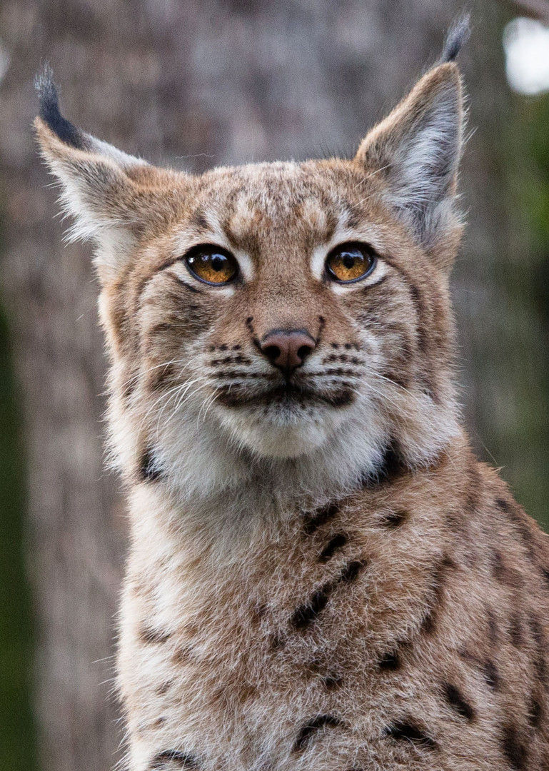 Luchs im Magdeburger Zoo