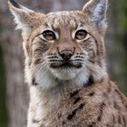 Luchs im Magdeburger Zoo