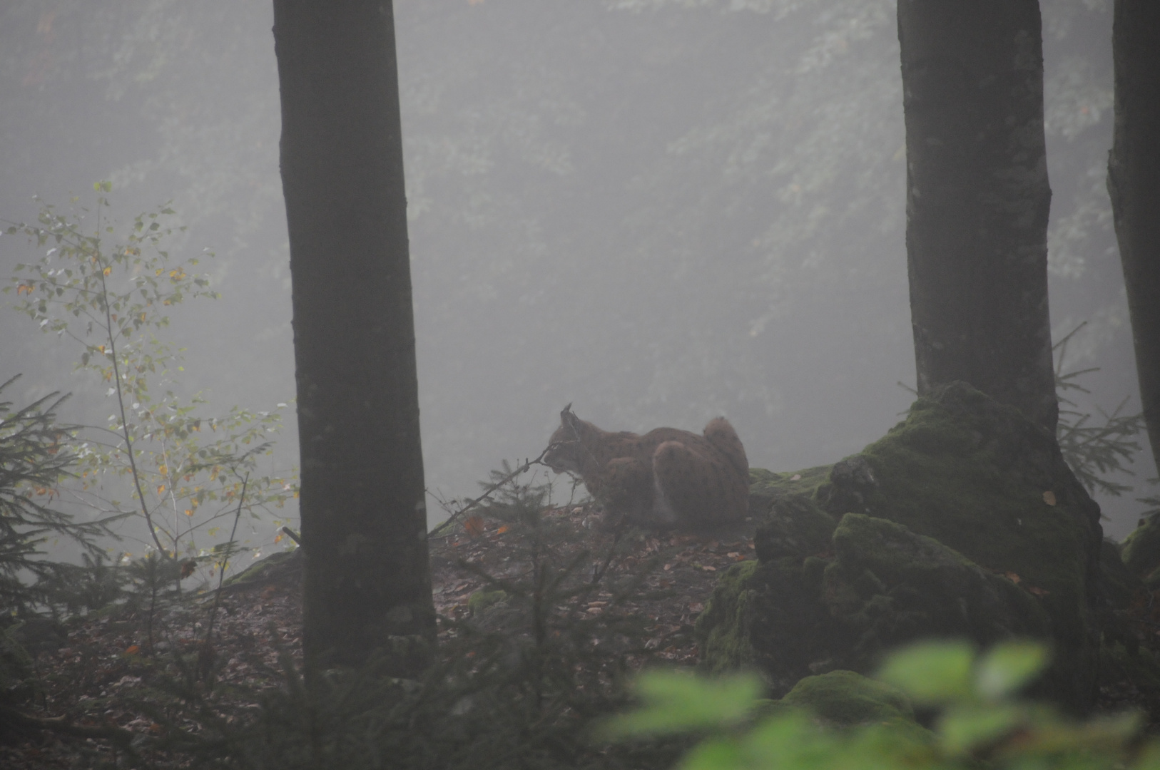 Luchs im Morgengrau