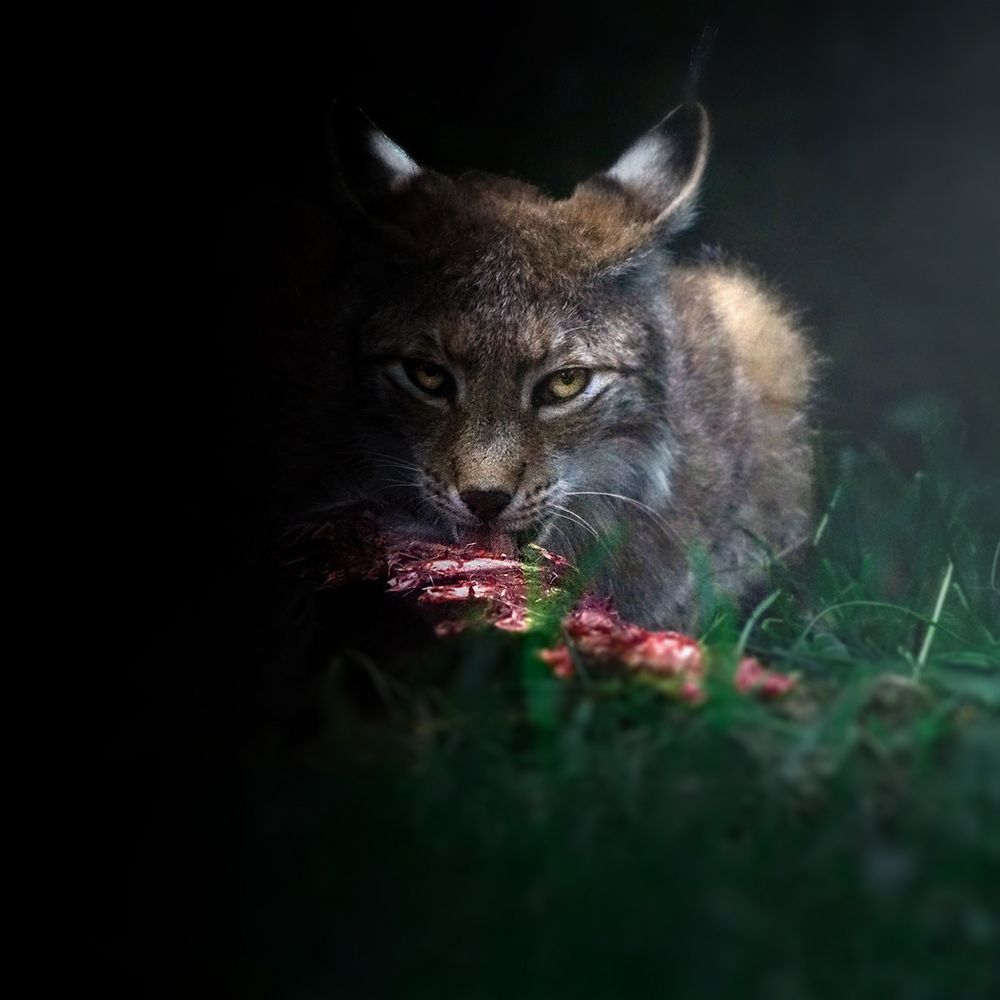 Luchs im Morgengrauen.