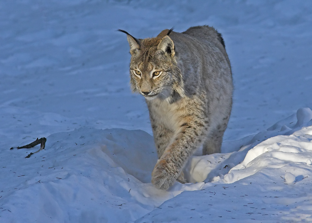 Luchs im Morgenlicht