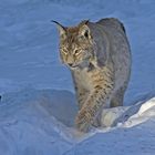 Luchs im Morgenlicht