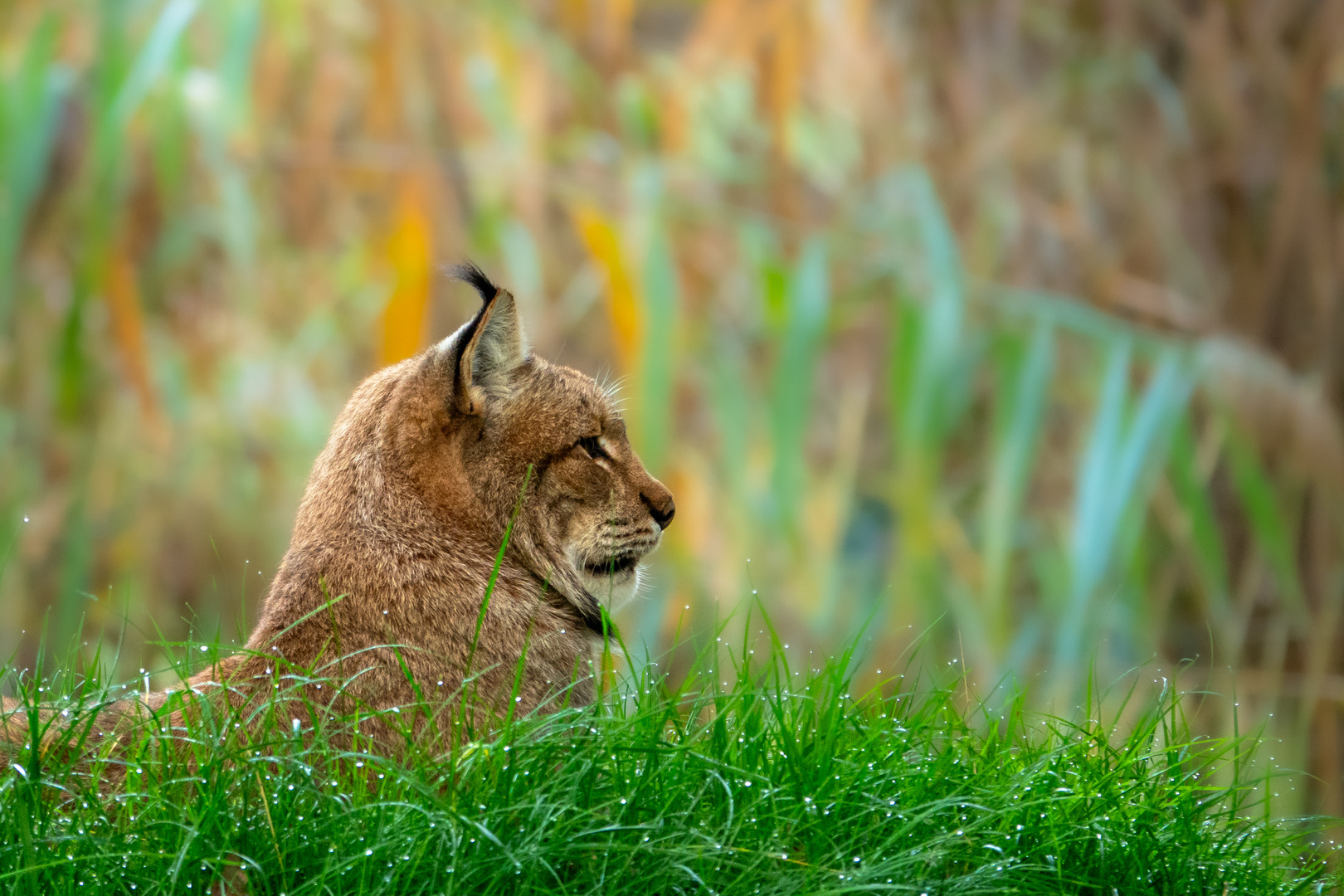 Luchs im Morgentau 