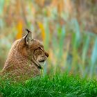 Luchs im Morgentau 