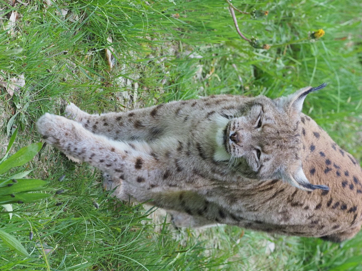 Luchs im Nationalpark