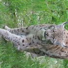 Luchs im Nationalpark