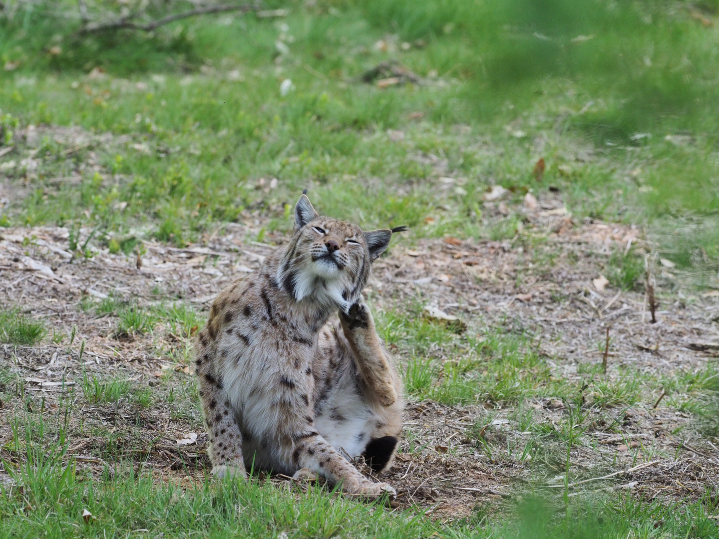 Luchs im Nationalpark