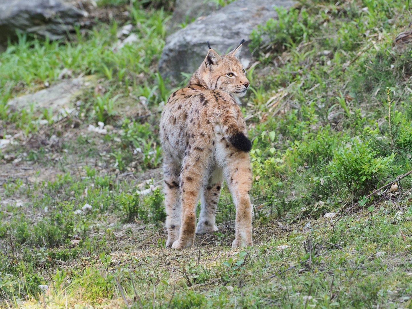 Luchs im Nationalpark