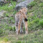 Luchs im Nationalpark