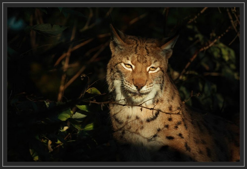 Luchs im Nationalpark