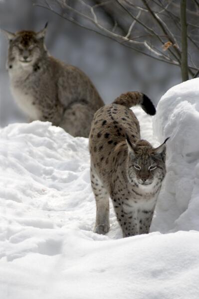 Luchs im Nationalpark Bayer. Wald