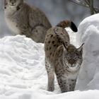 Luchs im Nationalpark Bayer. Wald