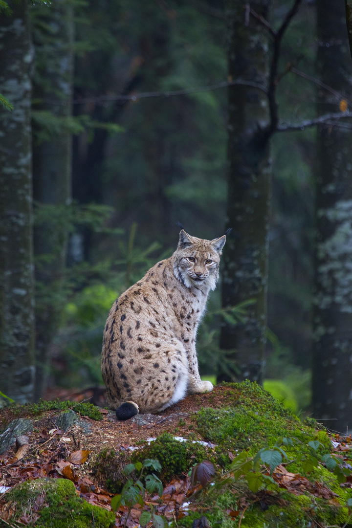 Luchs im Nationalpark Bayerischer Wald... 13.12.2015