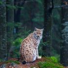 Luchs im Nationalpark Bayerischer Wald... 13.12.2015