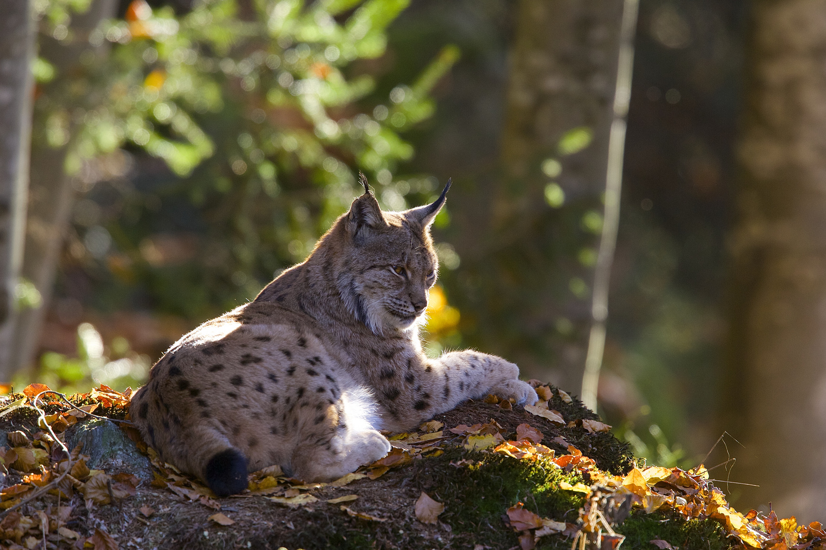 Luchs im Nationalpark Bayerischer Wald...