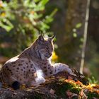 Luchs im Nationalpark Bayerischer Wald...