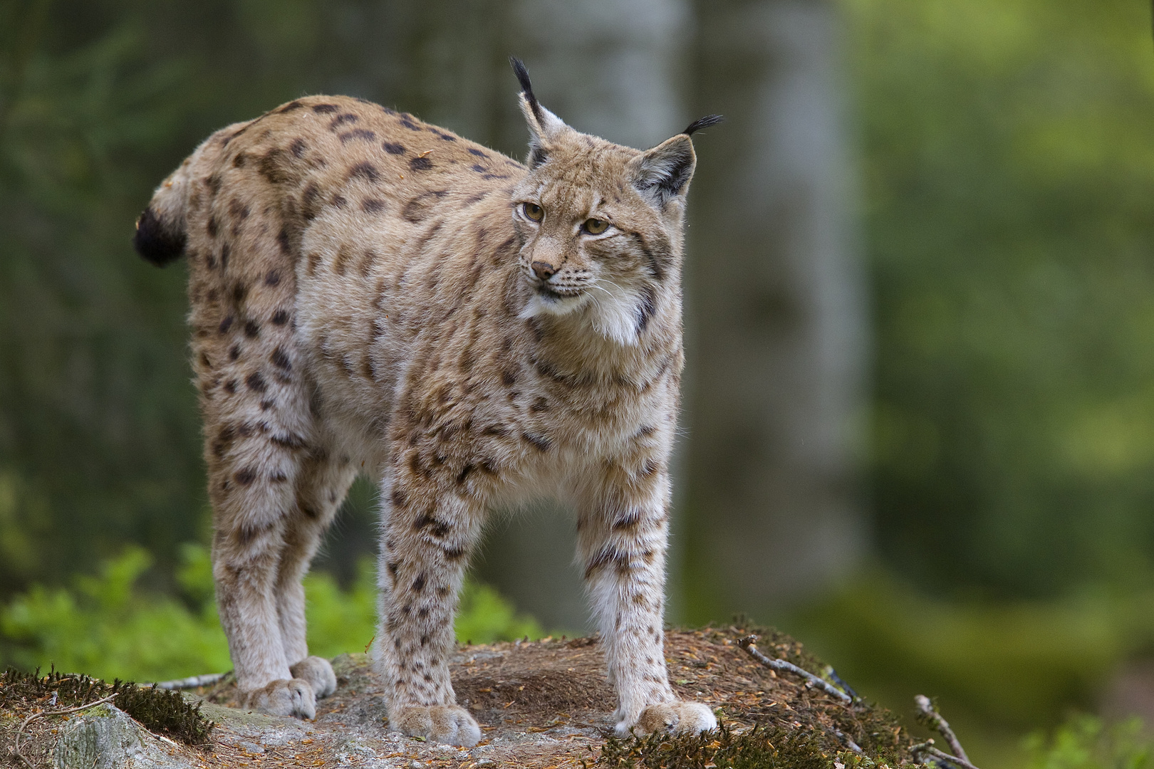 Luchs im Nationalpark Bayerischer Wald