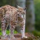 Luchs im Nationalpark Bayerischer Wald