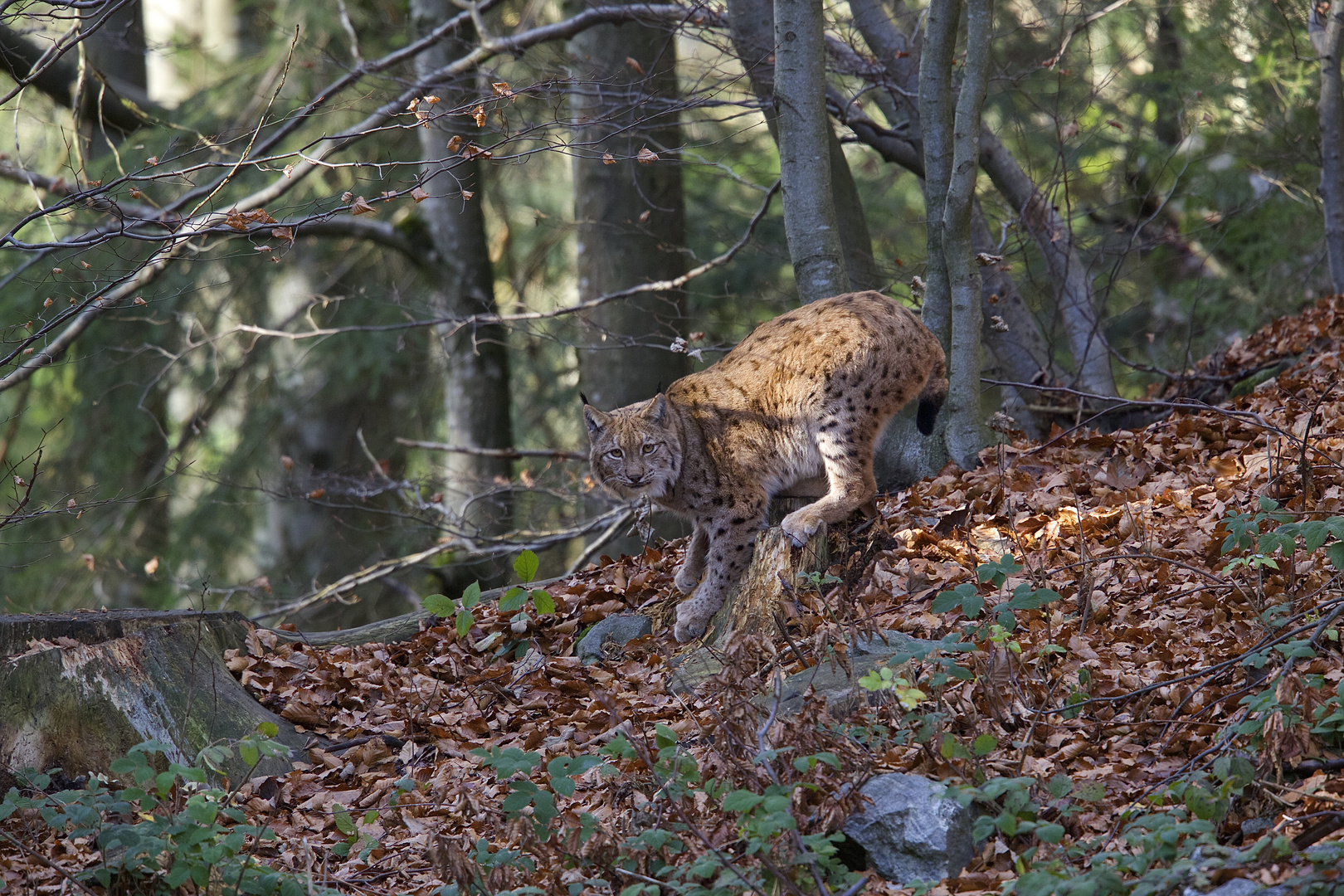 Luchs im Nationalpark Bayerischer Wald...