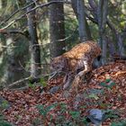Luchs im Nationalpark Bayerischer Wald...