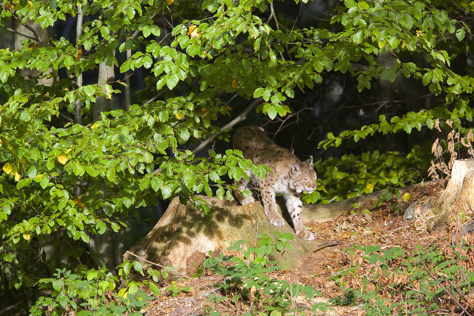 Luchs im Nationalpark Bayerischer Wald...