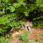 Luchs im Nationalpark Bayerischer Wald...