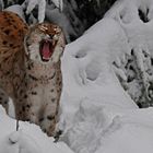 Luchs im Nationalpark Bayerischer Wald