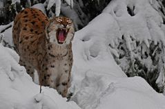 Luchs im Nationalpark Bayerischer Wald