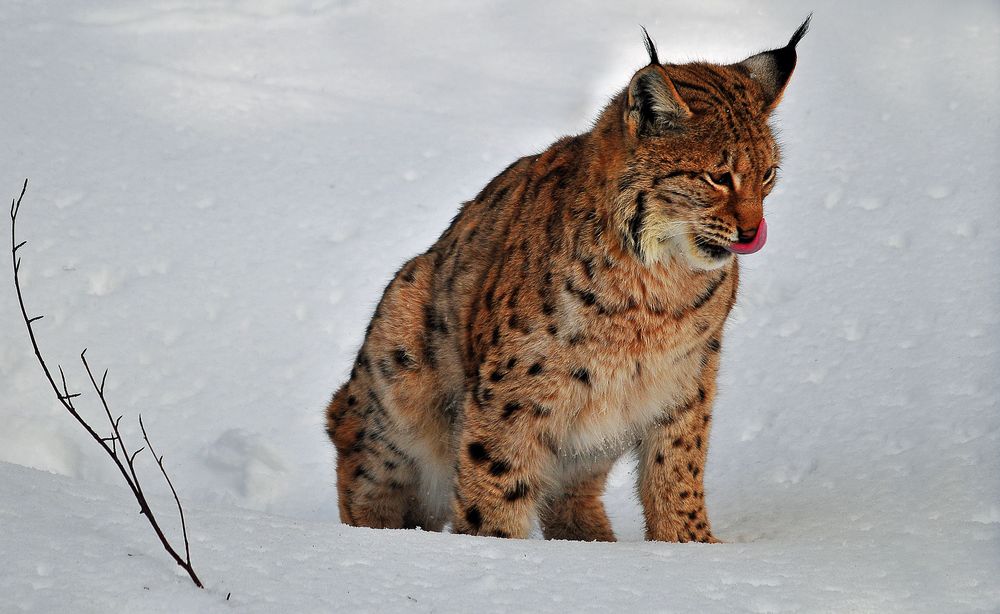 Luchs im Nationalpark Bayerischer Wald von PeLeh 